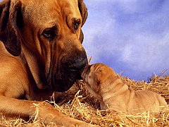 Pooch Smooch